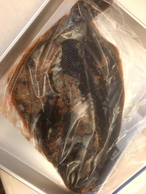 アジング朝まずめ狙い