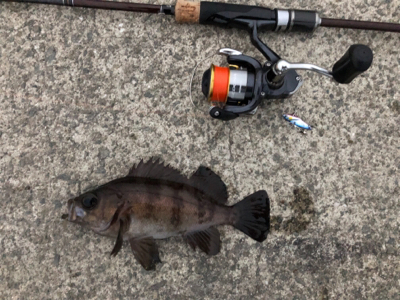 アジ狙いもメバル、ガシラ