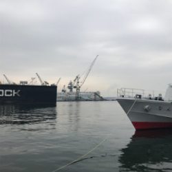 イワシ そこそこ