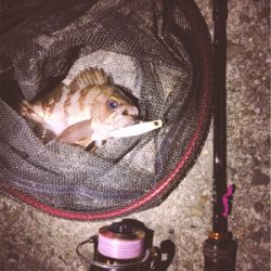 短時間メバルプラッキング