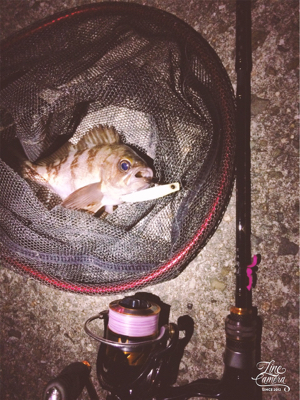 短時間メバルプラッキング