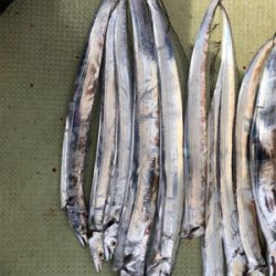 今年初タチウオ