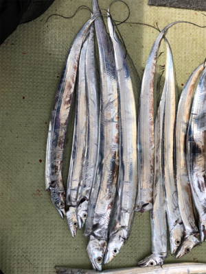 今年初タチウオ