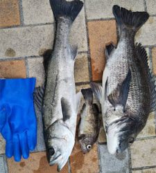 エビ撒き調査 活性高い