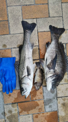 エビ撒き調査 活性高い