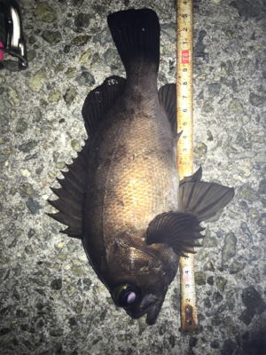 貝塚メバリング！サイズ、数ともに良し(^^)