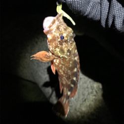 ガシラは裏切らない