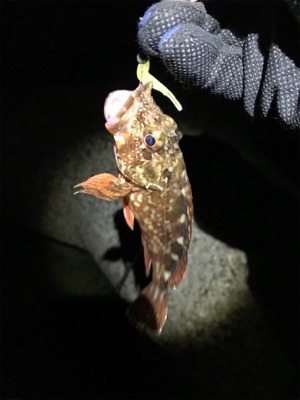 ガシラは裏切らない