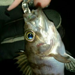 メバルプラッキング