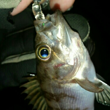 メバルプラッキング