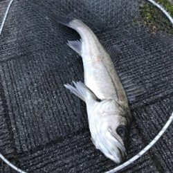 ホーム2に認定?