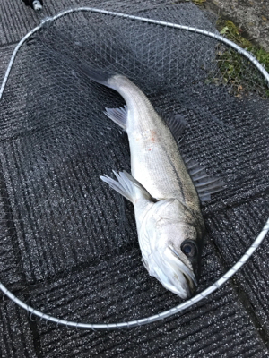 ホーム2に認定?