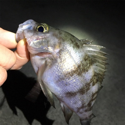 満月は渋いけど…。