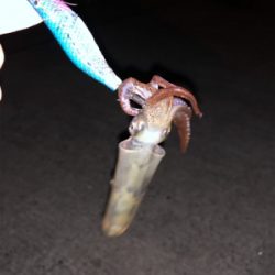 釣りしまくった