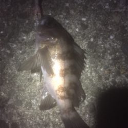 プラッキングメバル