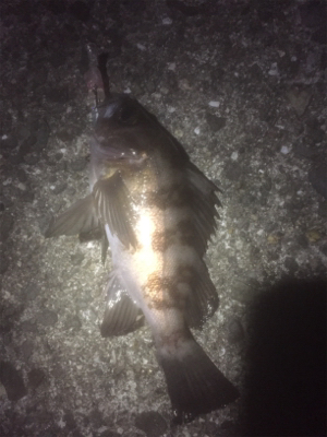 プラッキングメバル