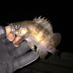 ナイトメバリング