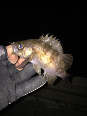 ナイトメバリング