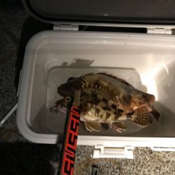 やっとええサイズ釣れました