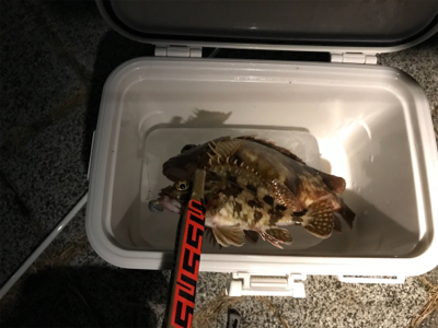 やっとええサイズ釣れました