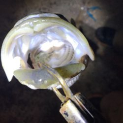 アジングロッドで過去一の大きさの魚