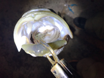 アジングロッドで過去一の大きさの魚