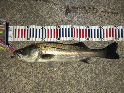 嬉しくも、無念❗࿠…