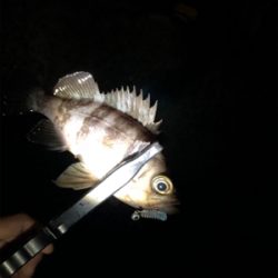 メバリング好調