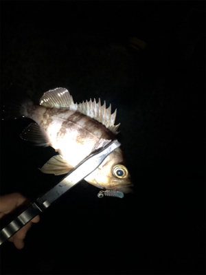 メバリング好調