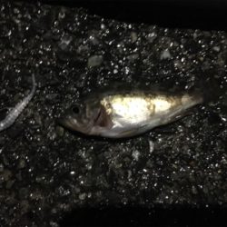 小メバルラッシュ