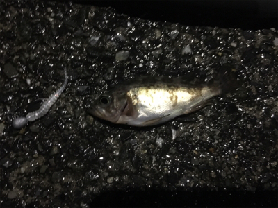 小メバルラッシュ