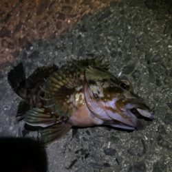 御所浦ライトゲーム②