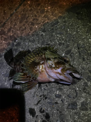 御所浦ライトゲーム②