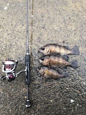 尺メバルを探して