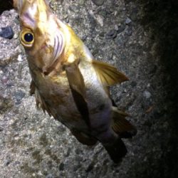 ジグヘッドでエサ釣り