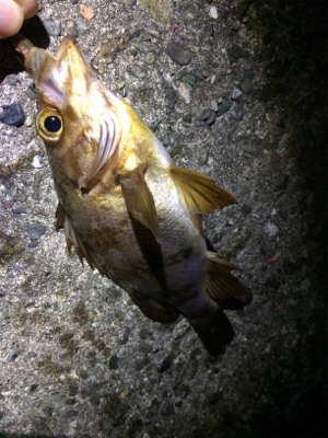 ジグヘッドでエサ釣り