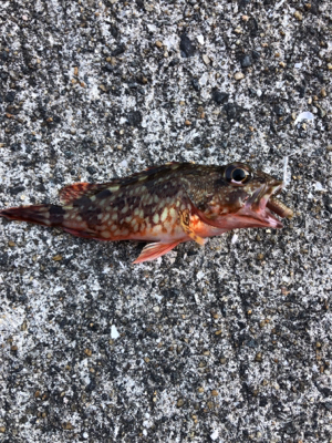 イカ食べたかったなー(T . T)