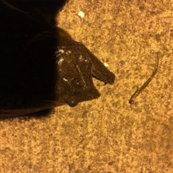 久々のアジと嬉しい外道