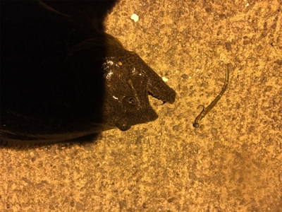 久々のアジと嬉しい外道