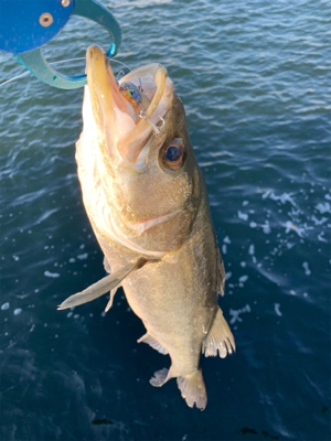 渋くなってきたデイゲームシーバス！