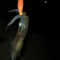 諦めかけていたヒイカ釣り…まだ釣れました＼(^^)／