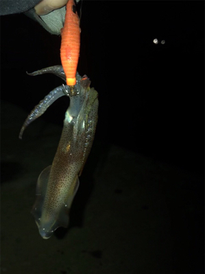 諦めかけていたヒイカ釣り…まだ釣れました＼(^^)／