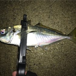 雪と雨の合間にアジング