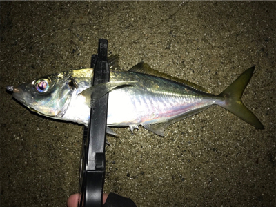 雪と雨の合間にアジング