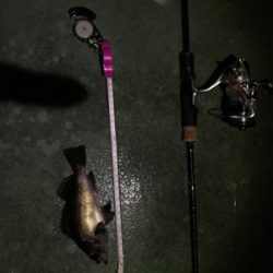 御所浦ライトゲーム最終日