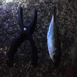 アジングゲーム