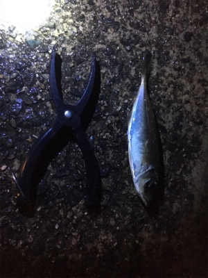 アジングゲーム