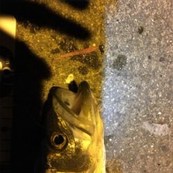 まさかのセイゴ