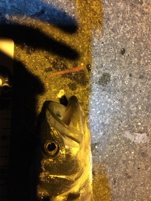 まさかのセイゴ