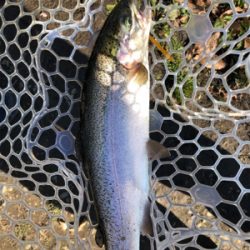 引きの良いトラウト